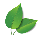 SC Green Leaf Ornament 175x175